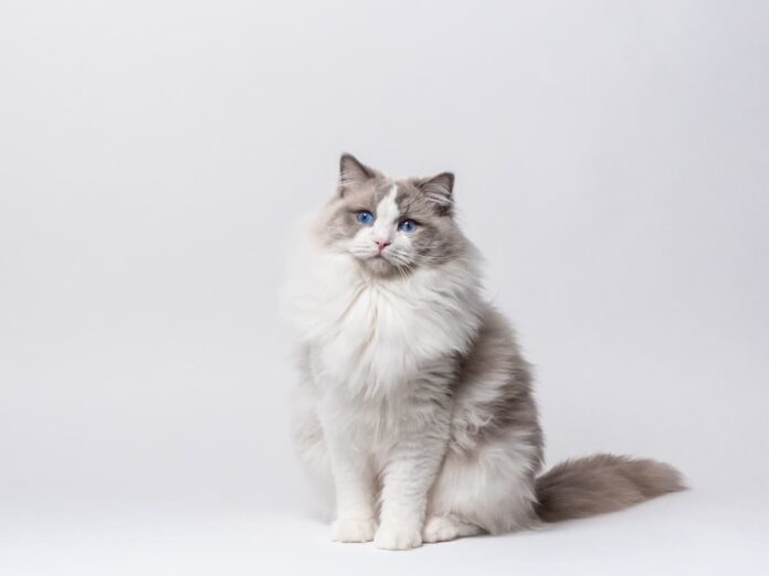 gatto-Ragdoll