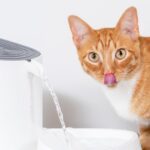 gatto-che-beve-da-fontanella