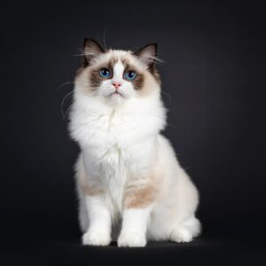 gatto-ragdoll-foto-verticale