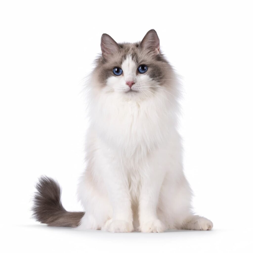 gatto-ragdoll-su-fondo-bianco