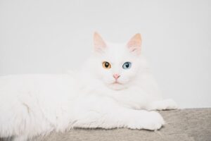 occhi-diversi-gatto-turco-van