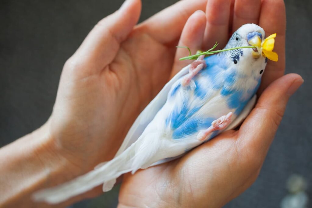 pappagallo-in-mano-con-fiore