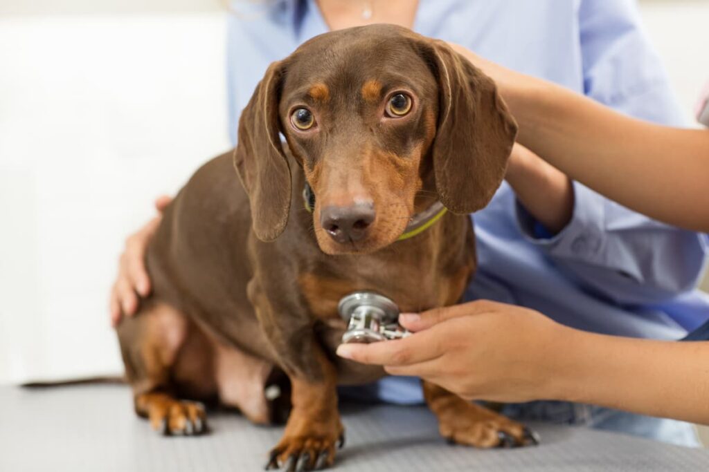 cane-dal-veterinario