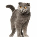 gatto-scottish-fold-foto-verticale