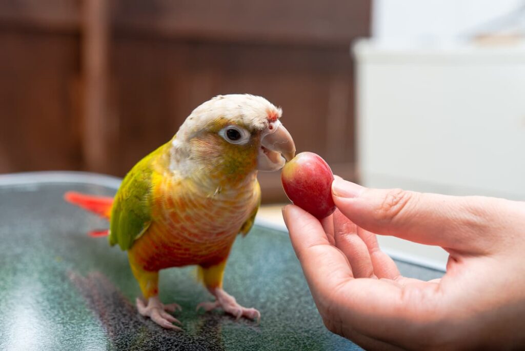 pappagallo-mangia-chicco-uva-da-mano-uomo