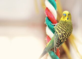 pappagallo-su-gioco-corda-appesa