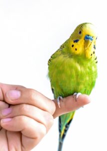 pappagallo-sulla-mano