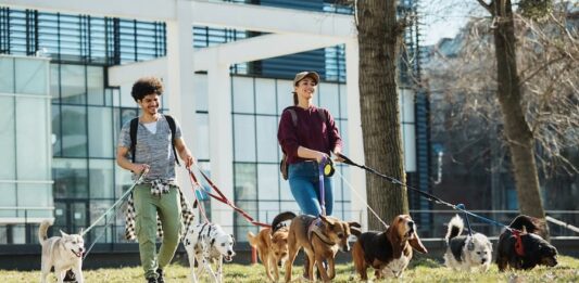 Professionisti-degli-animali-dog-sitter