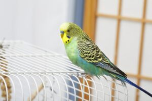 pappagallino-sopra-gabbia