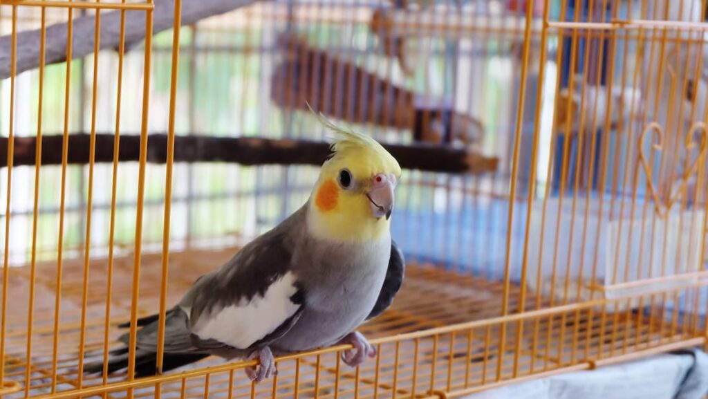 pappagallo-dentro-gabbia