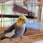pappagallo-dentro-gabbia