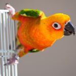 pappagallo-sopra-gabbia