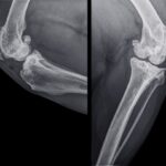 radiografia-cane-con-osteoartrite
