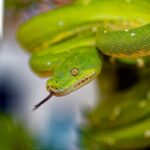 serpente-verde