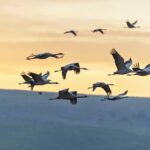uccelli-in-migrazione-tramonto