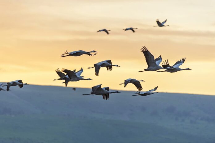 uccelli-in-migrazione-tramonto