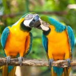 Psittacosi-pappagalli-ara