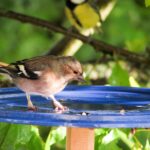 alimentazione-uccelli-insettivori-fringuello