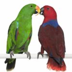 coppia-pappagallo-ecletto