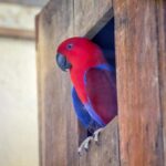 nido-pappagallo-ecletto