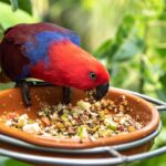 pappagallo-ecletto-che-mangia