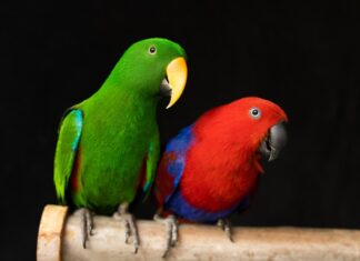 riproduzione-coppia-pappagallo-ecletto