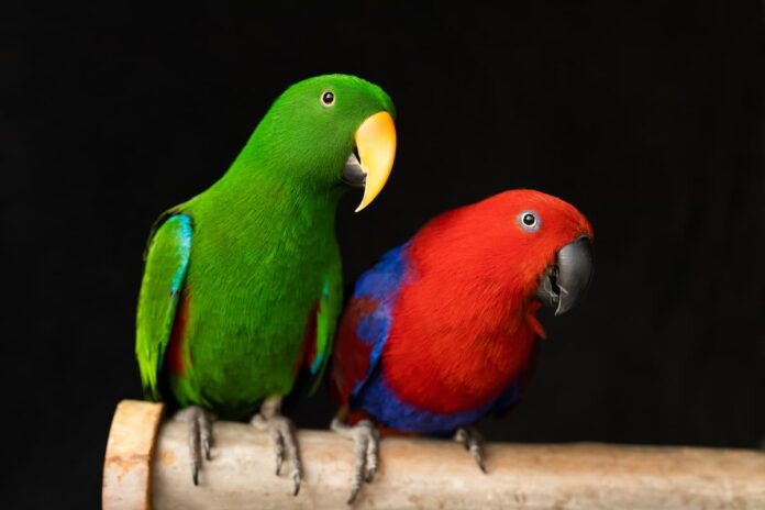 riproduzione-coppia-pappagallo-ecletto