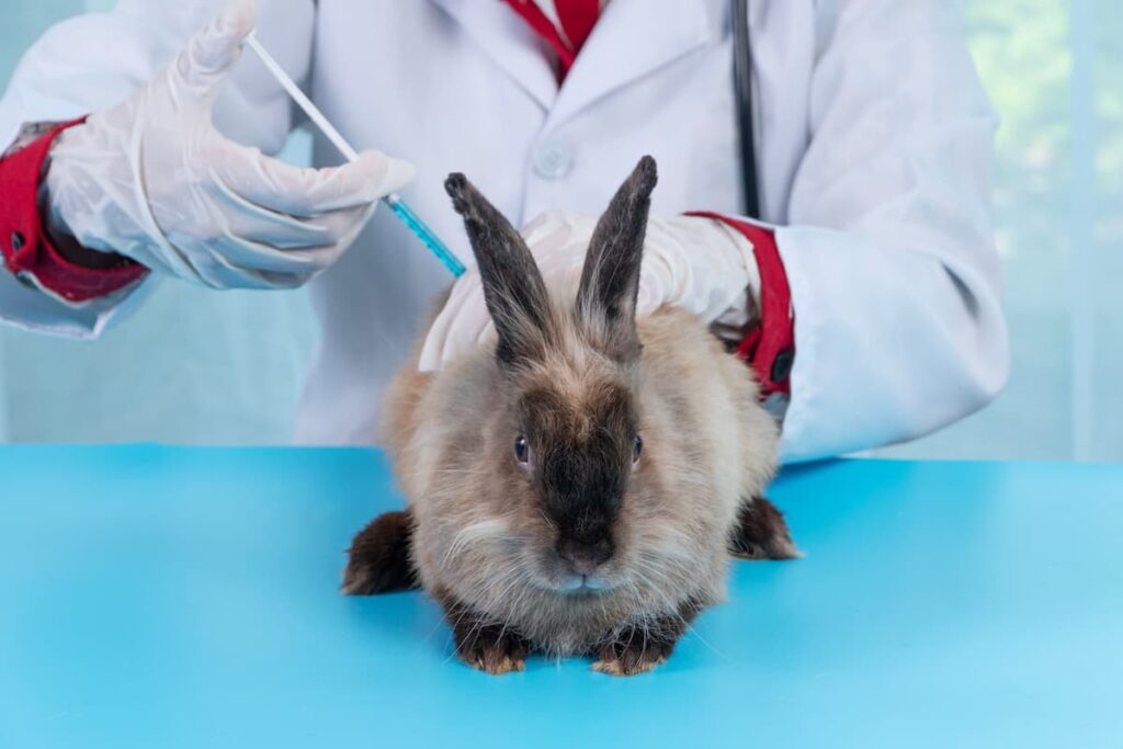 veterinario-che-vaccina-coniglio