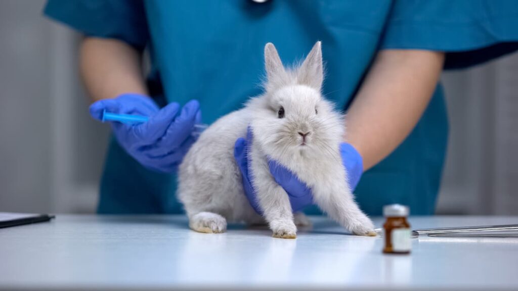 coniglio-vaccinazione-veterinario