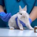 coniglio-vaccinazione-veterinario