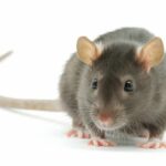 intelligenza-ratto-domestico