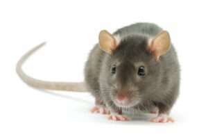 intelligenza-ratto-domestico
