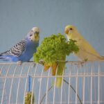 pappagallo-intossicazione-frutta-insalata-gabbia
