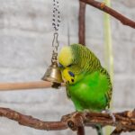 pappagallo-campanellina-metallo