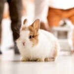 persone-in-casa-portano-malattia-a-coniglio