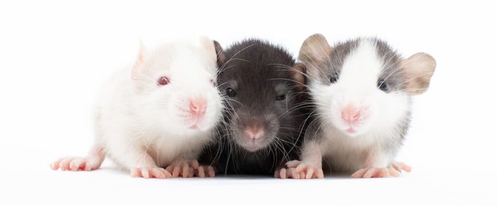 tre-piccoli-ratti