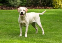 Labrador-Retriever