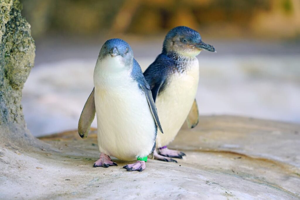 coppia-pinguini-blu
