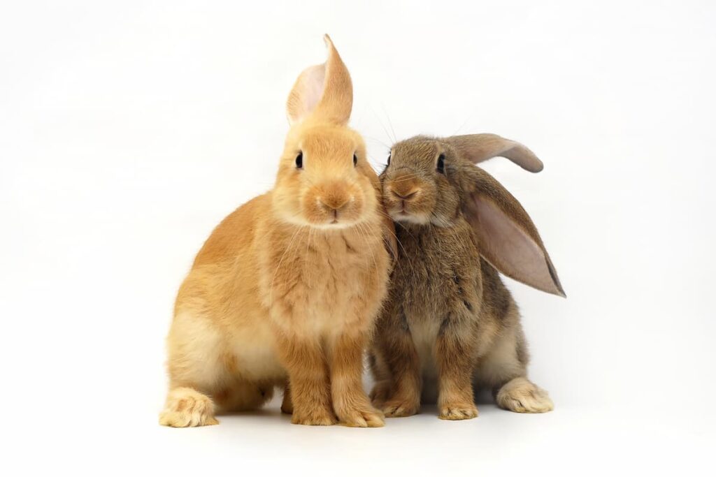 due-conigli