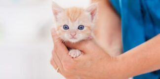 gattino-prevenzione-parassiti