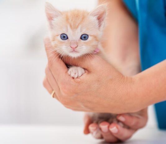 gattino-prevenzione-parassiti