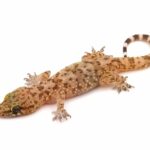 geco-verrucoso-Hemidactylus-turcicus