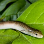 lucertola-serpentina-o-luscengola-Chalcides-chalcides