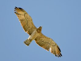 rapace-in-volo