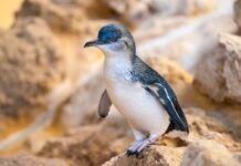 storia-dei-pinguini-blu-al-tramonto