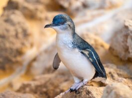 storia-dei-pinguini-blu-al-tramonto
