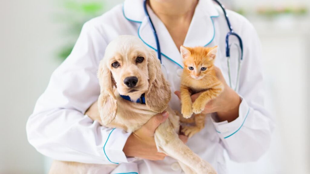 veterinario_cane_gatto