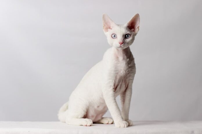 Devon-Rex