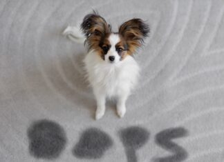 cane-che-sporca-in-casa