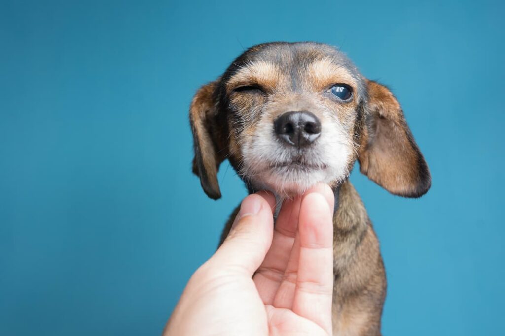 controllo-occhi-cane